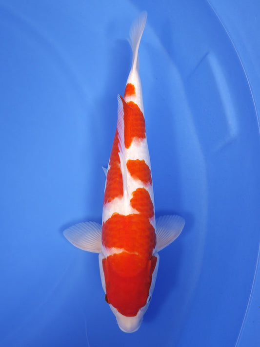 Koi fish for sale — 50 cm Ogata Kohaku at ChampKoi