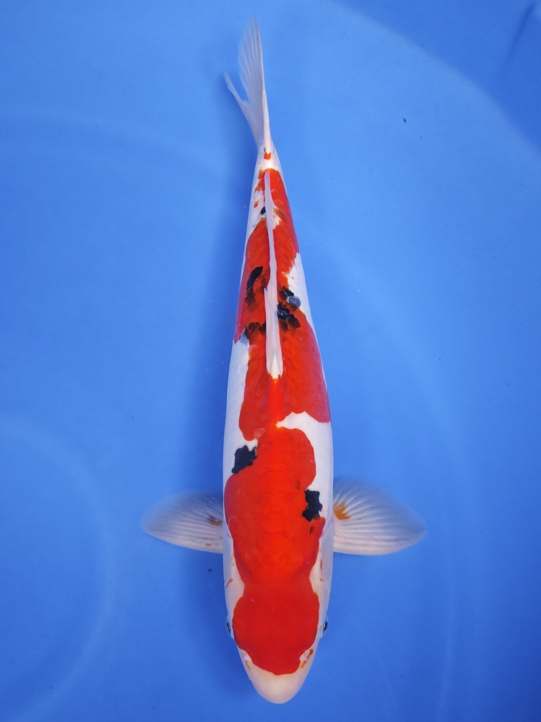 Koi fish for sale — 48 cm Ogata Doitsu Sanke at ChampKoi