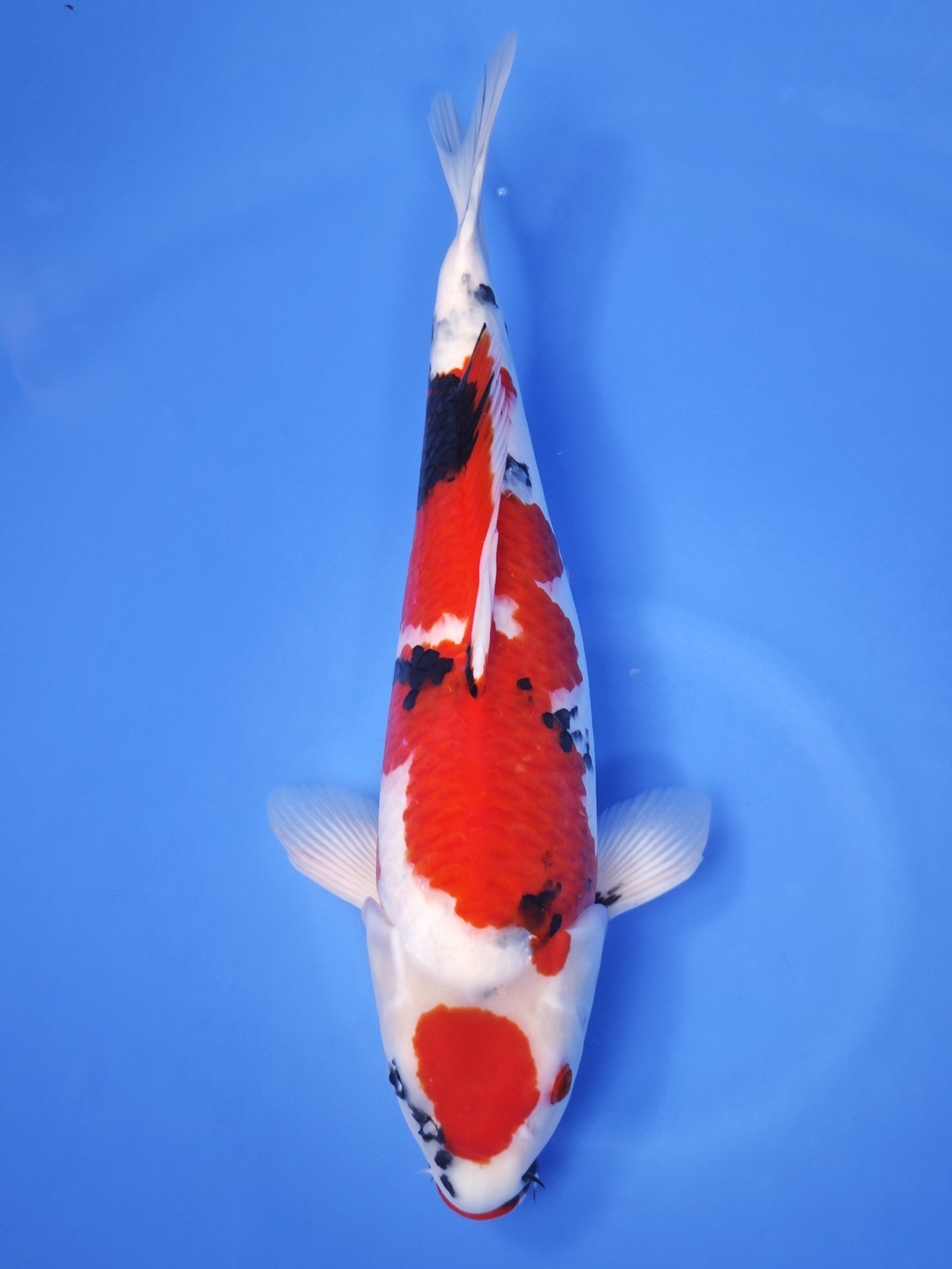 Koi fish for sale — 47 cm Ogata Showa at ChampKoi
