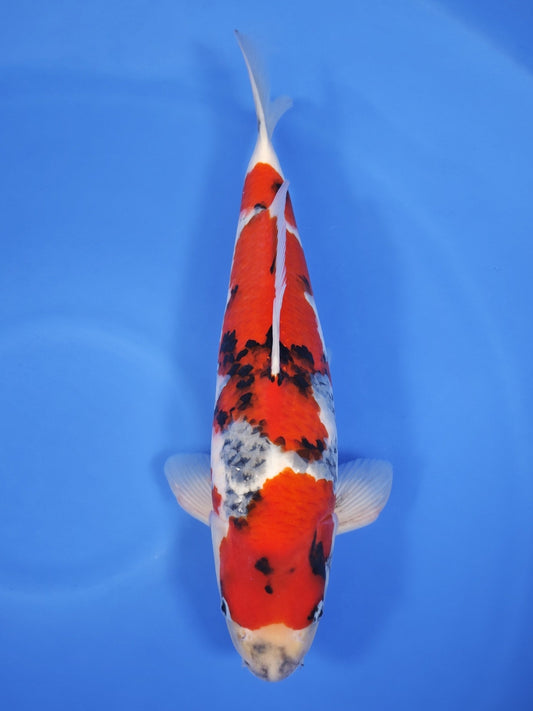 Koi fish for sale — 50 cm Ogata Showa at ChampKoi