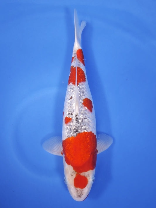 Koi fish for sale — 46 cm Ogata Ginrin Goshike at ChampKoi