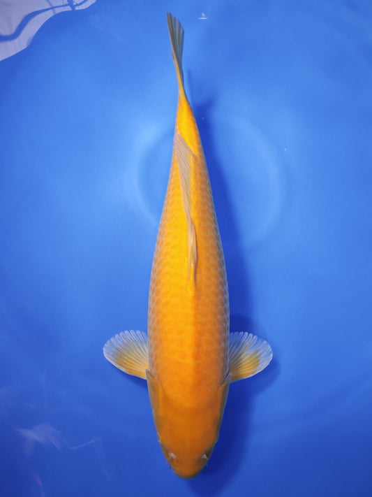 Koi fish for sale — 58 cm Ogata Karashigoi at ChampKoi