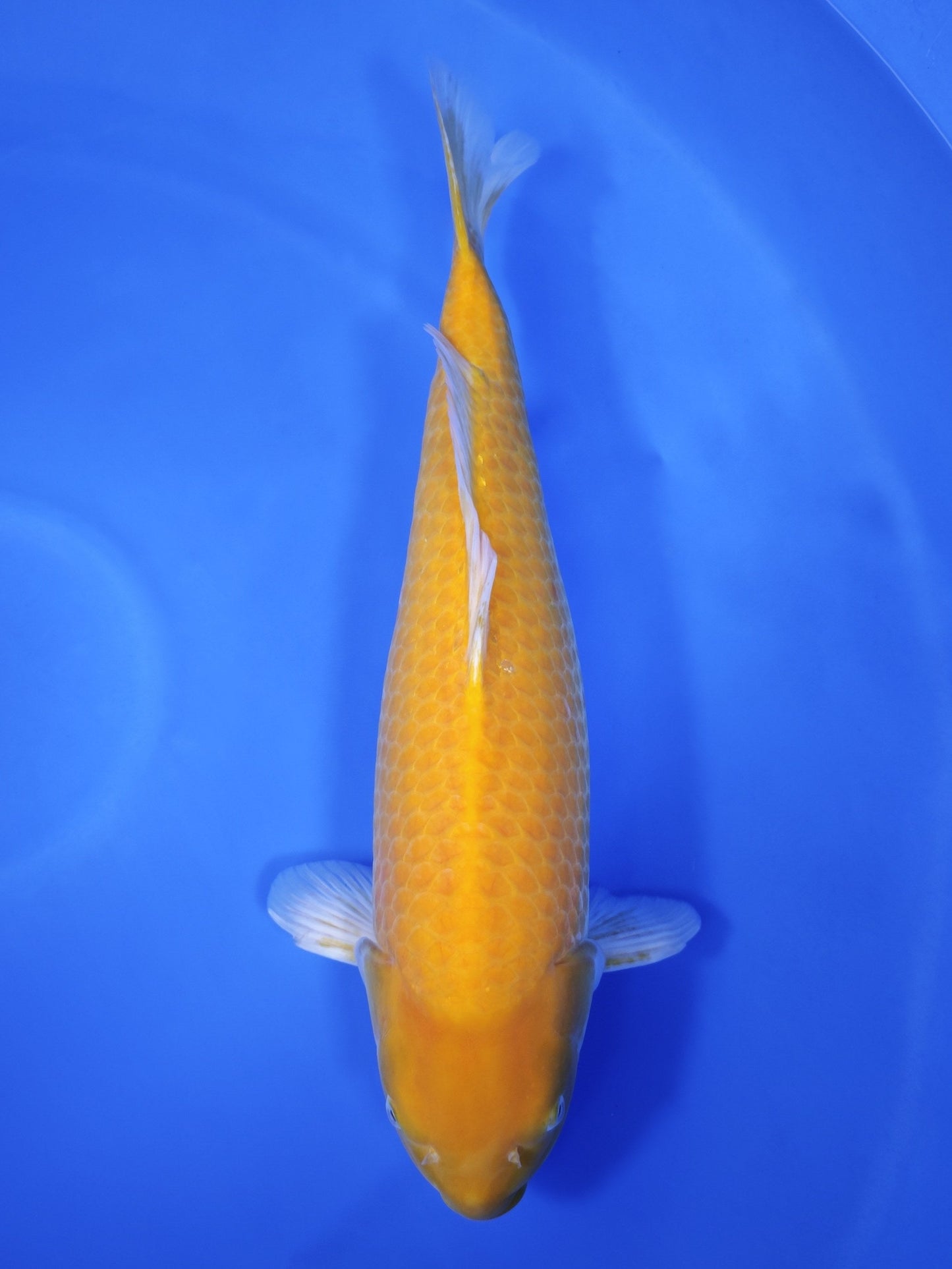 Koi fish for sale — 60 cm Ogata Karashigoi at ChampKoi