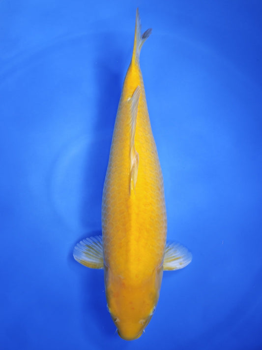 Koi fish for sale — 58 cm Ogata Karashigoi at ChampKoi