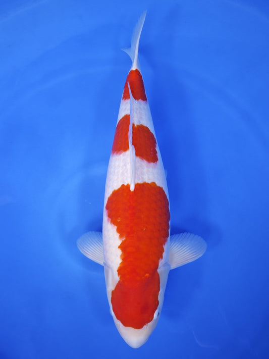 Koi fish for sale — 62 cm Suetsugu Kohaku at ChampKoi
