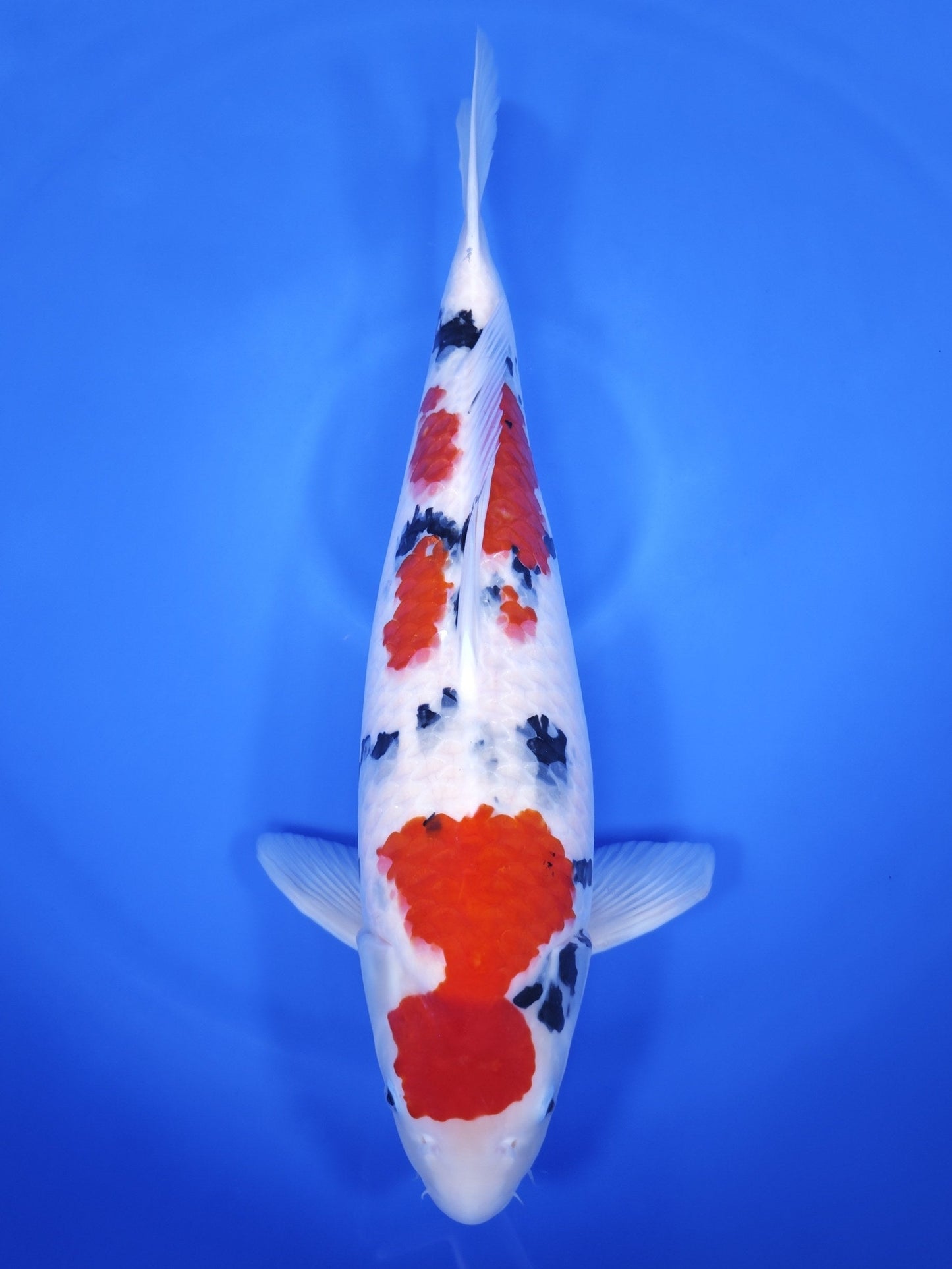 Koi fish for sale — 62 cm Suetsugu Sanke at ChampKoi