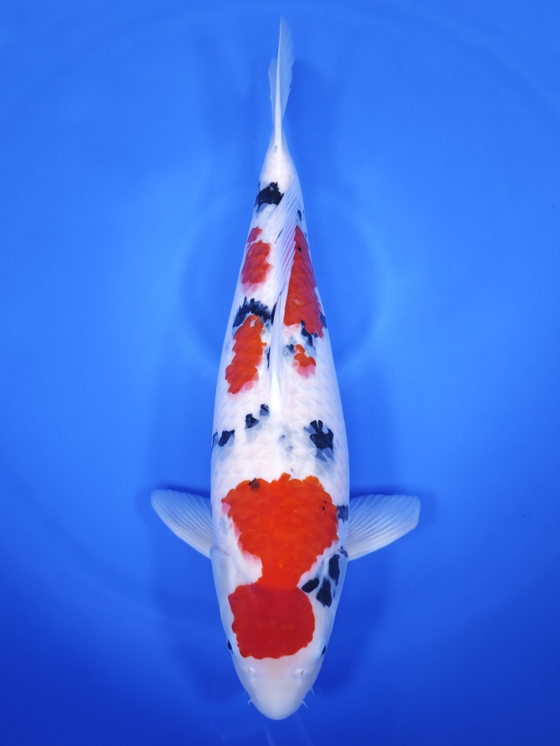 Koi fish for sale — 62 cm Suetsugu Sanke at ChampKoi