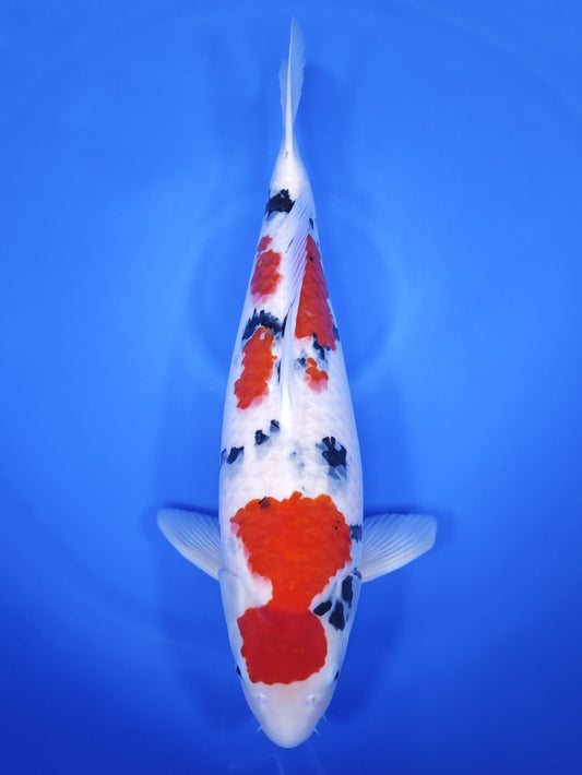 Koi fish for sale — 62 cm Suetsugu Sanke at ChampKoi