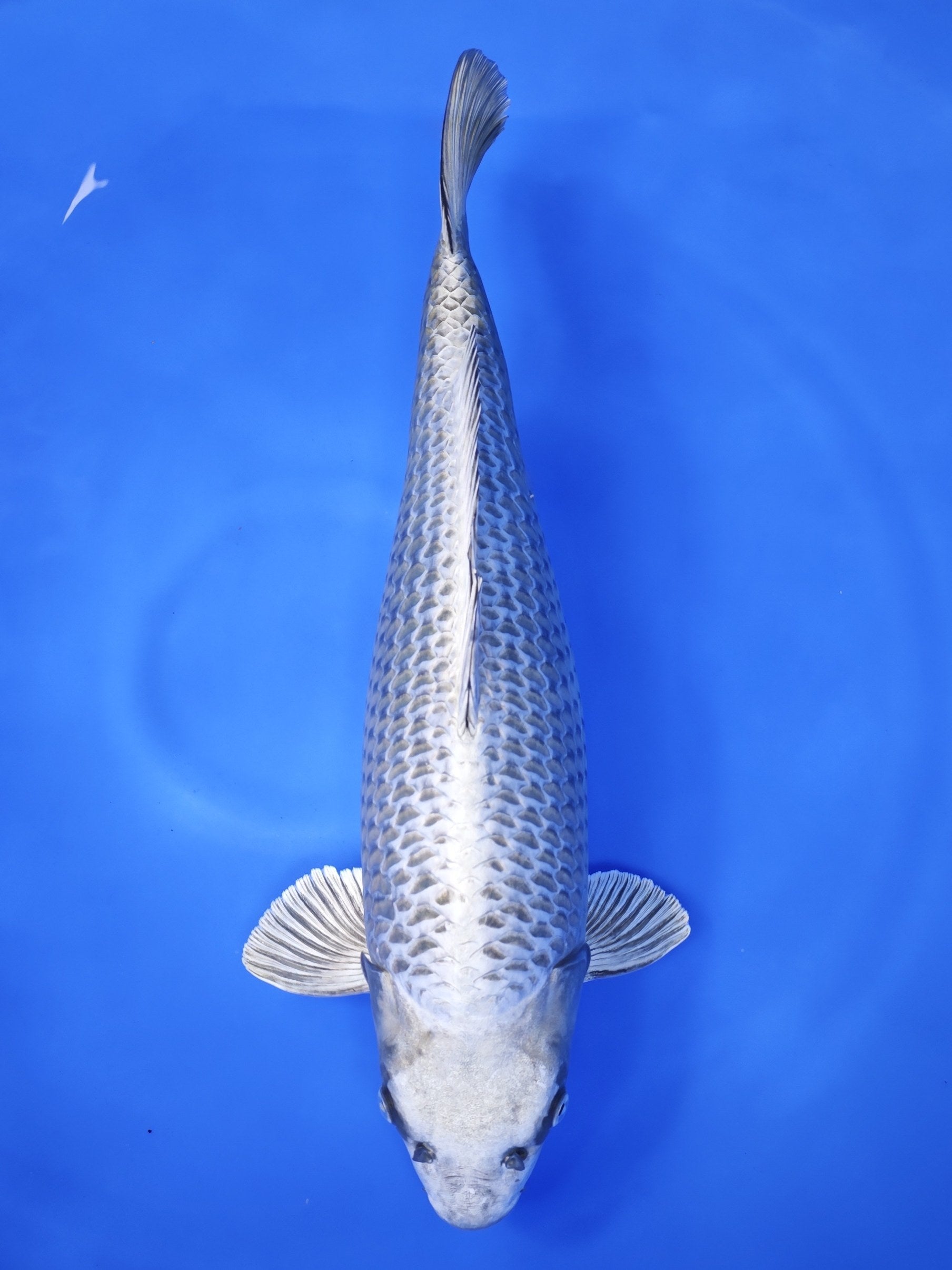 Koi fish for sale — 64 cm Ogata Mukashi Ogon at ChampKoi