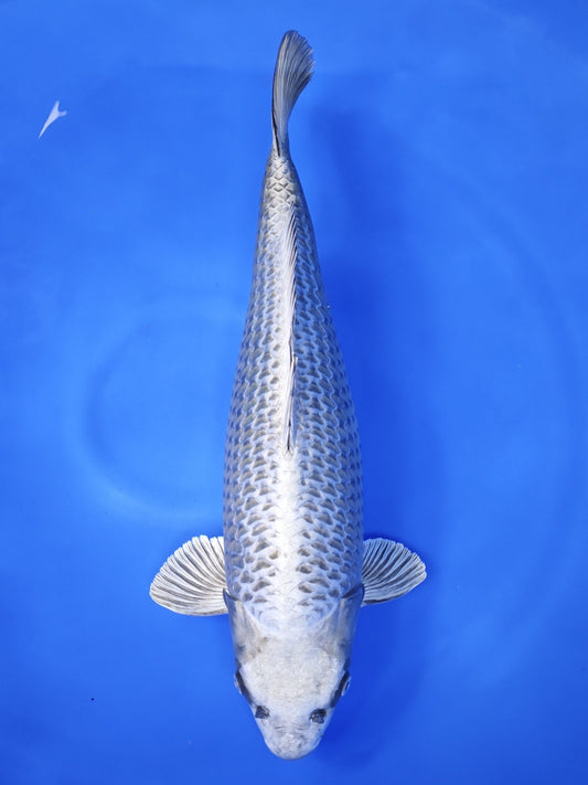 Koi fish for sale — 64 cm Ogata Mukashi Ogon at ChampKoi