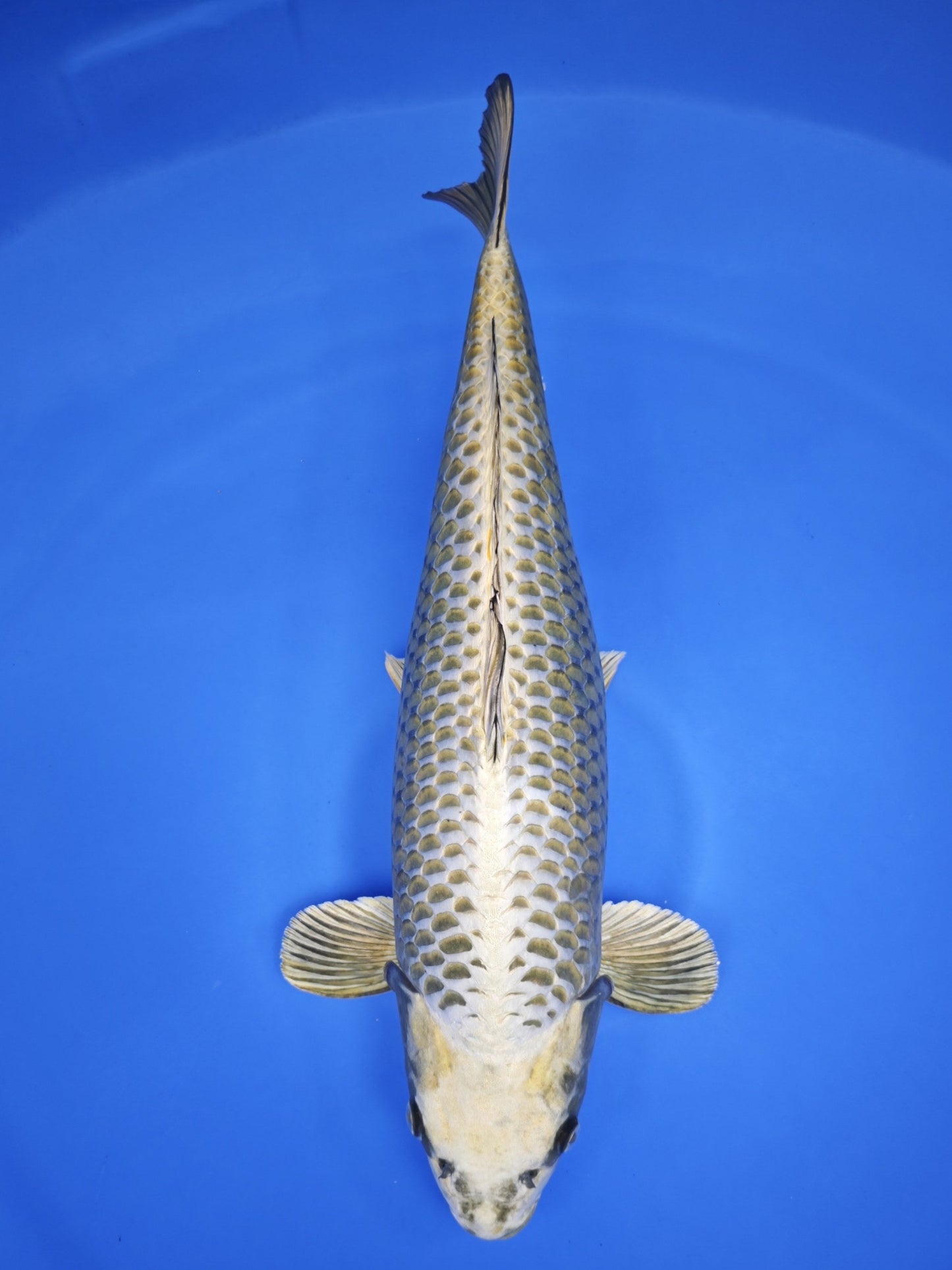 Koi fish for sale — 63 cm Ogata Mukashi Ogon at ChampKoi