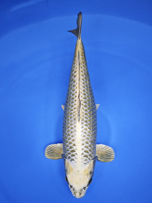 Koi fish for sale — 63 cm Ogata Mukashi Ogon at ChampKoi