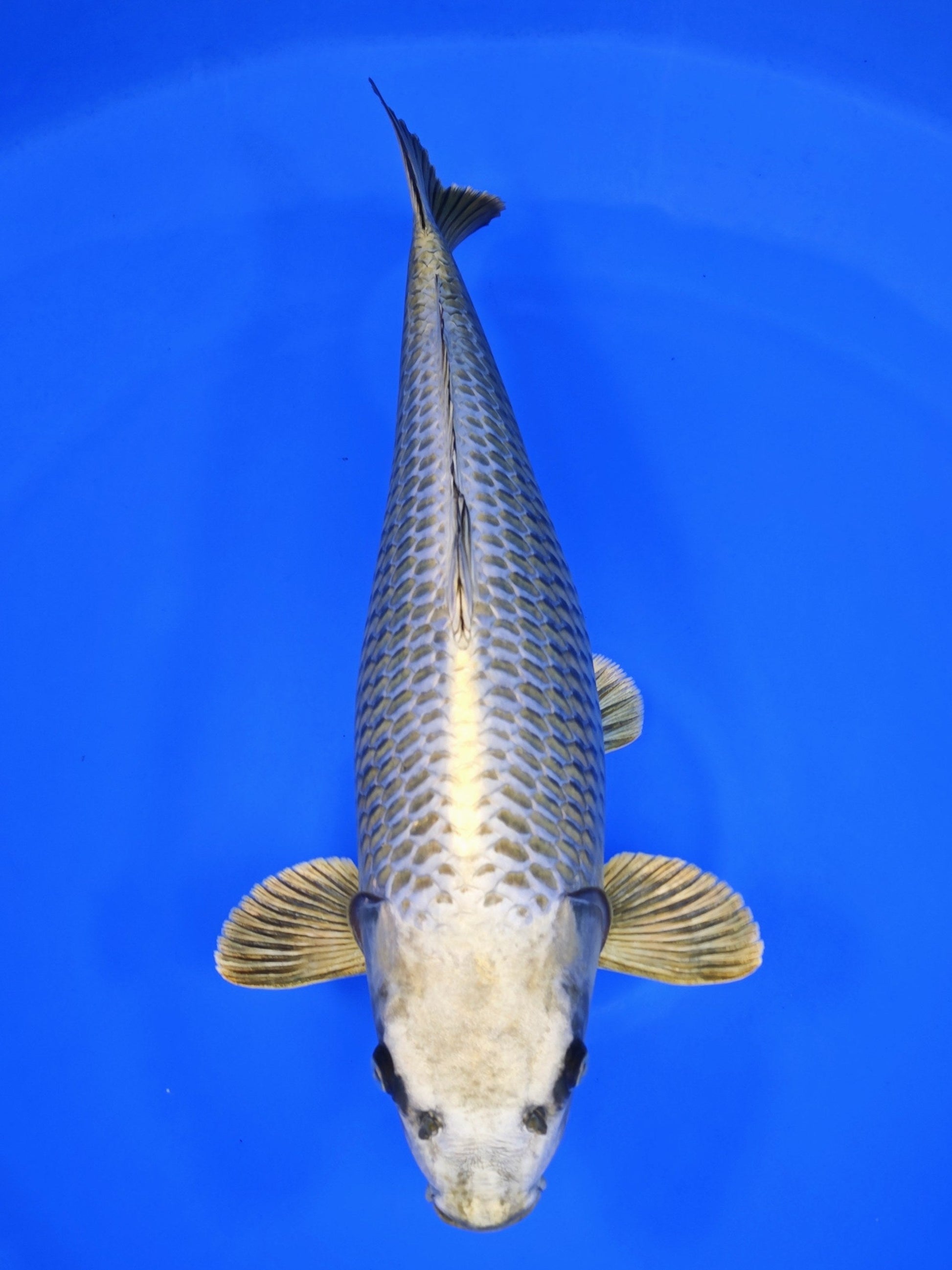 Koi fish for sale — 62 cm Ogata Mukashi Ogon at ChampKoi