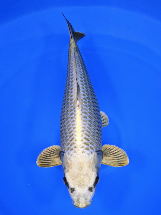 Koi fish for sale — 62 cm Ogata Mukashi Ogon at ChampKoi