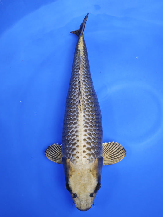 Koi fish for sale — 62 cm Ogata Mukashi Ogon at ChampKoi