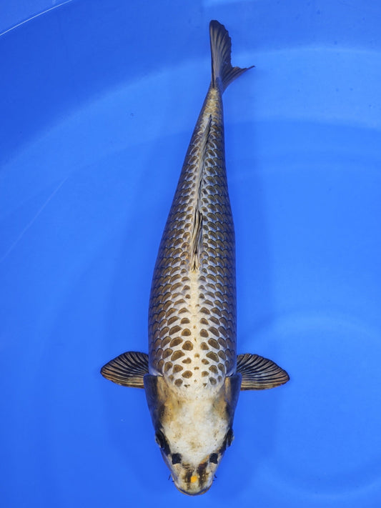 Koi fish for sale — 64 cm Ogata Mukashi Ogon at ChampKoi