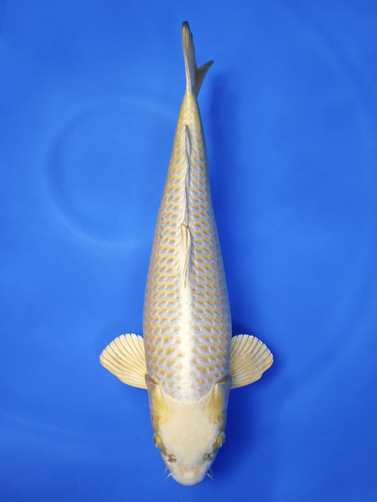 Koi fish for sale — 54 cm Ogata Mukashi Ogon at ChampKoi