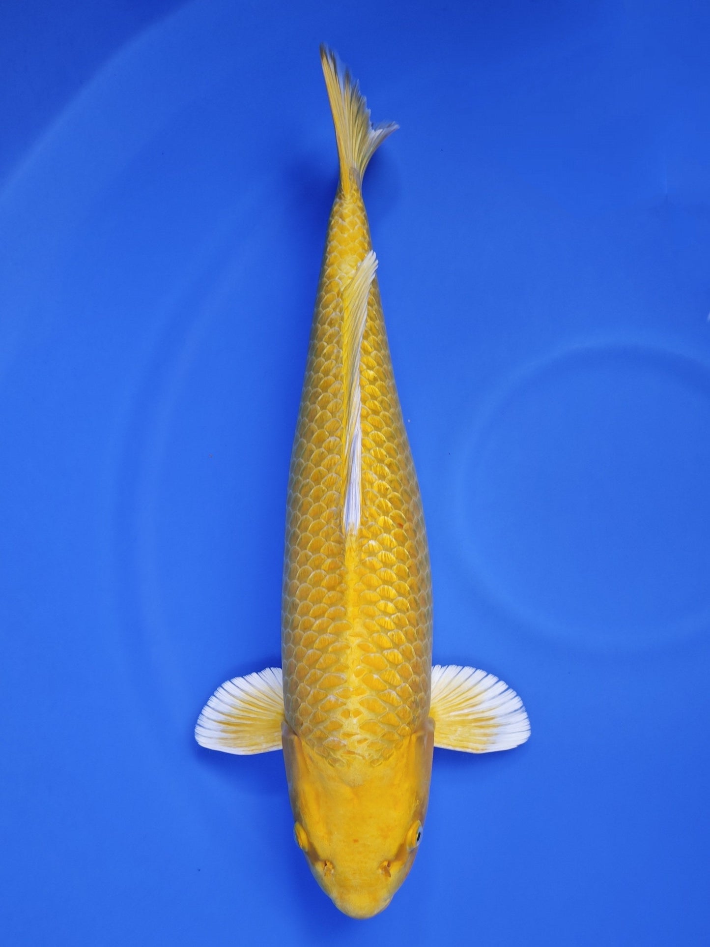 Koi fish for sale — 59 cm Ogata Yamabuki Ogon at ChampKoi