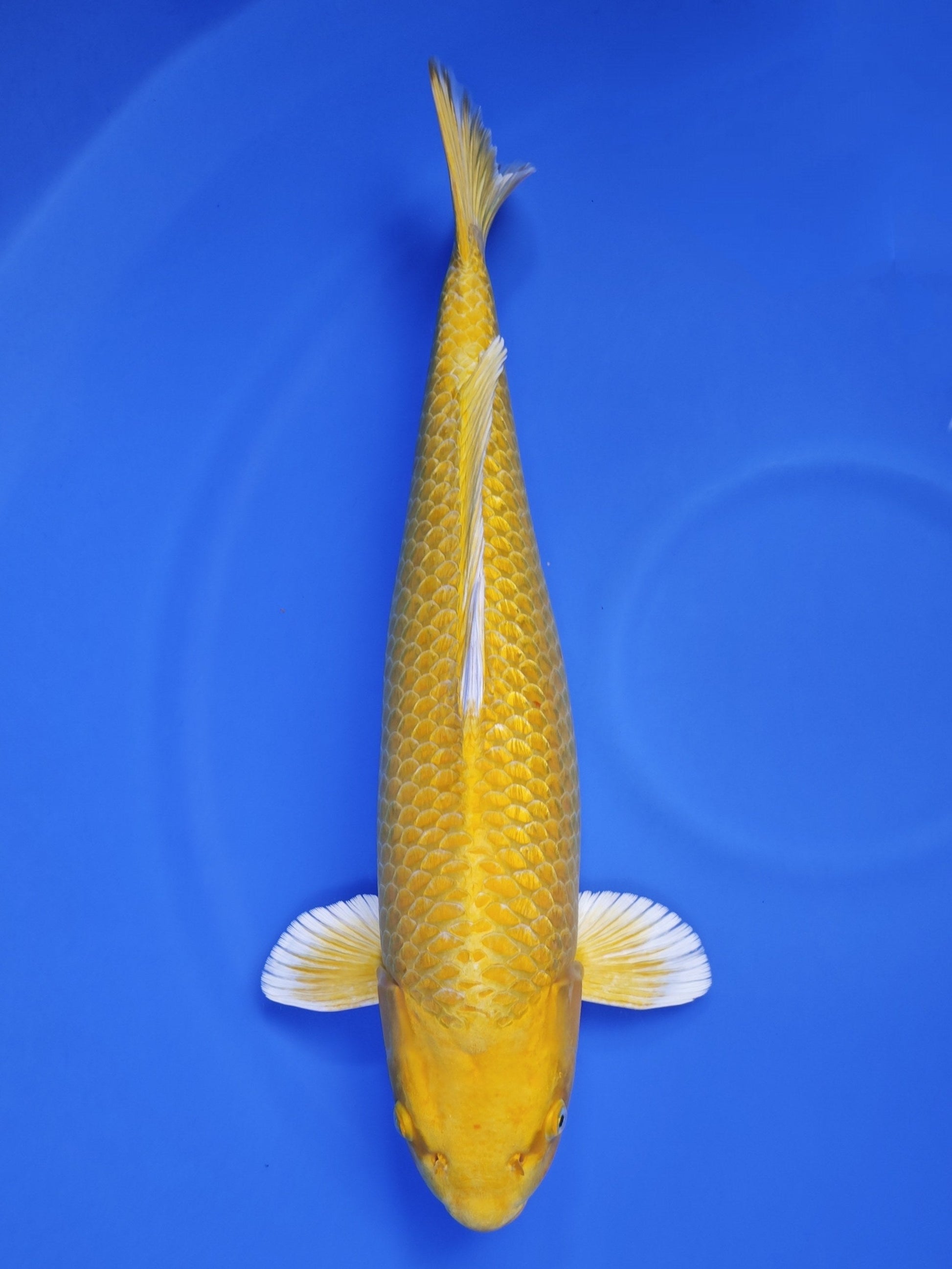 Koi fish for sale — 59 cm Ogata Yamabuki Ogon at ChampKoi