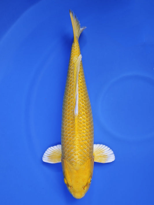 Koi fish for sale — 59 cm Ogata Yamabuki Ogon at ChampKoi
