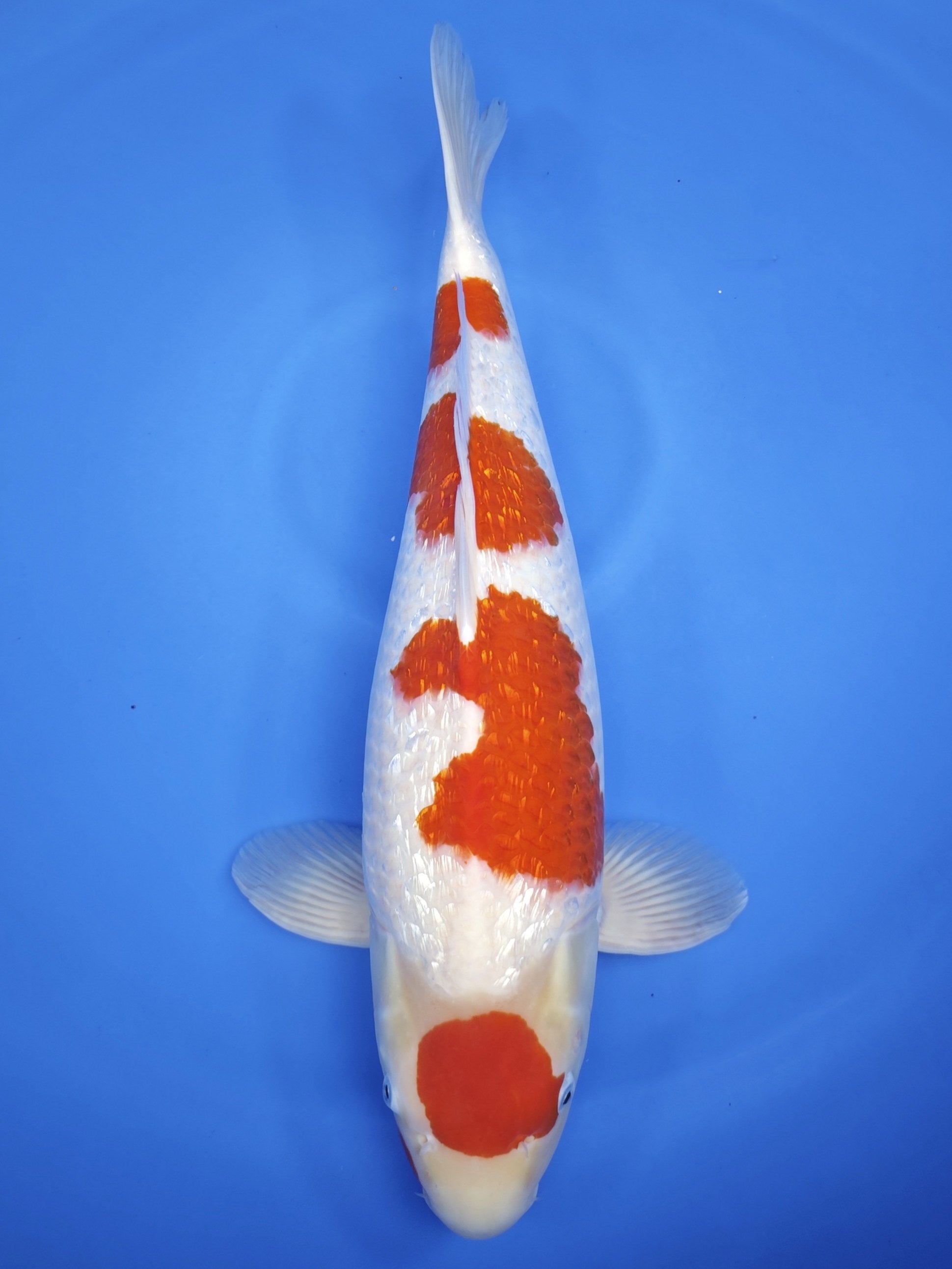 Koi fish for sale — 60 cm Maruyama Ginrin Kohaku at ChampKoi