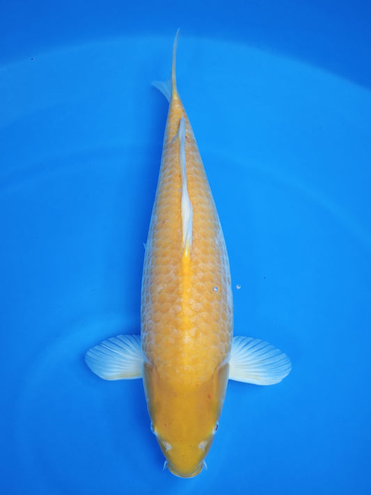 Koi fish for sale — 55 cm Ogata Karashigoi at ChampKoi