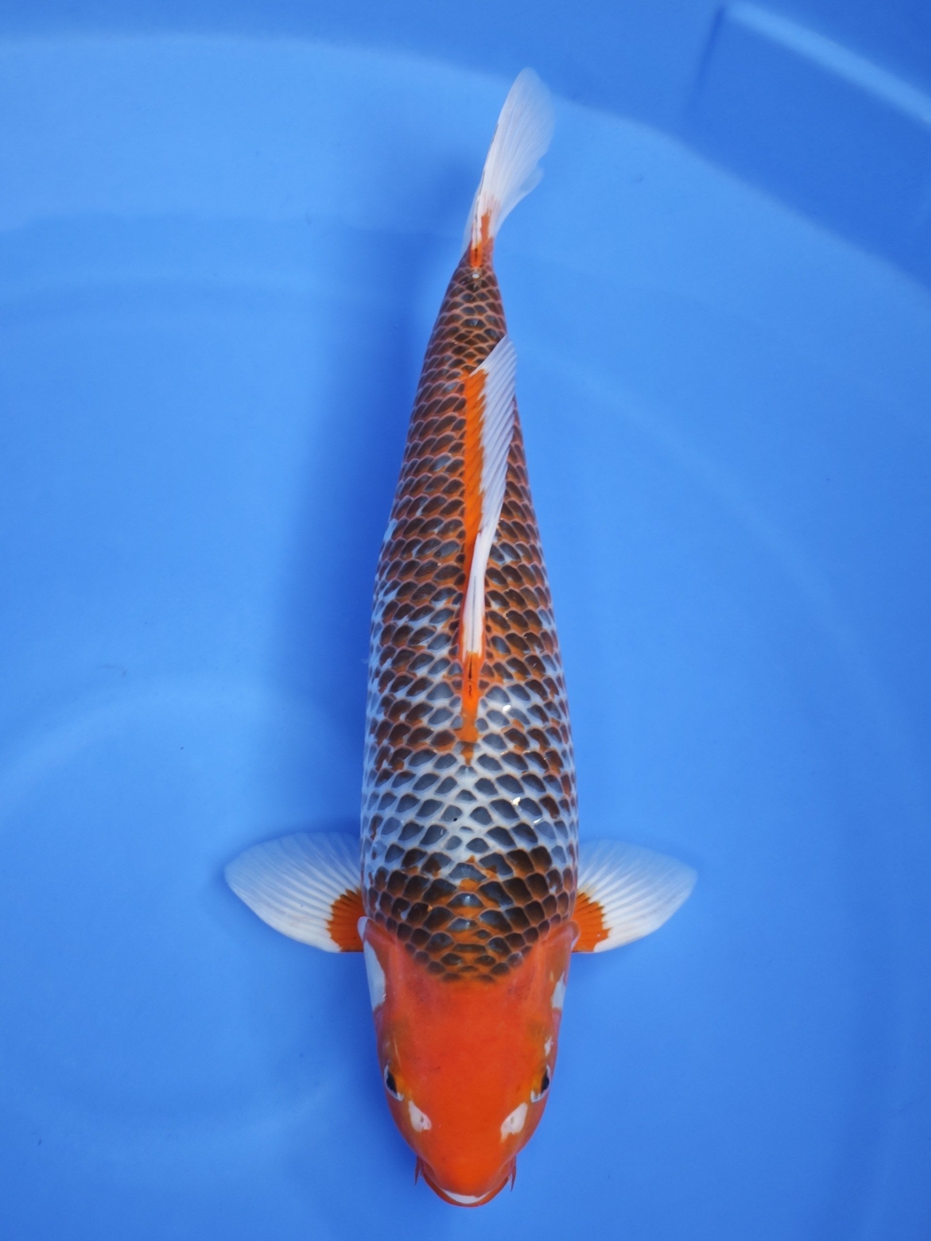 Koi fish for sale — 55 cm Marusei Asagi at ChampKoi