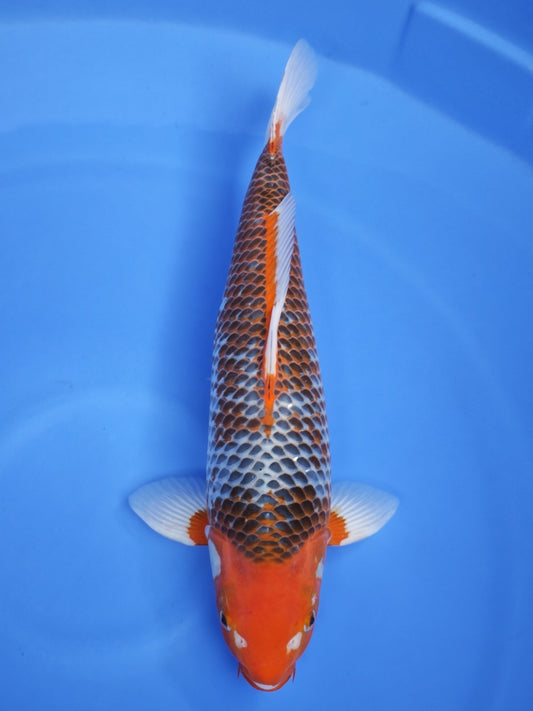 Koi fish for sale — 55 cm Marusei Asagi at ChampKoi