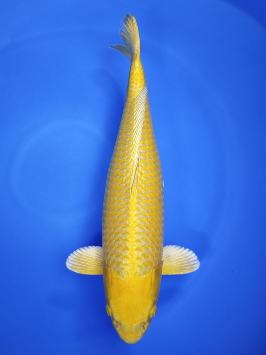 Koi fish for sale — 61 cm Ogata Yamabuki Ogon at ChampKoi