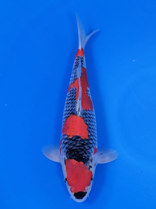 Koi fish for sale — 38 cm Suetsugu Goshiki at ChampKoi