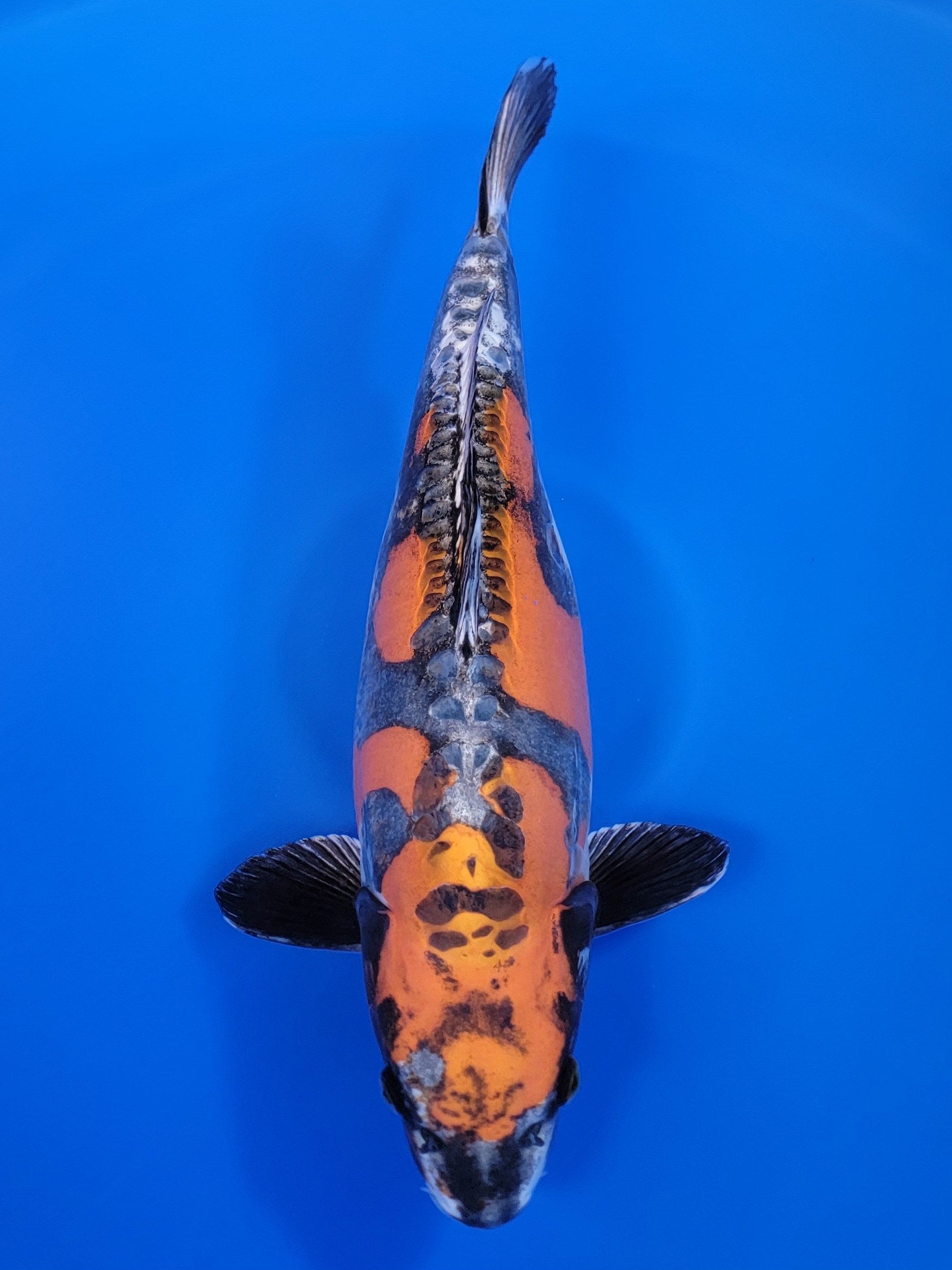 26J-002: 55cm Ozumi Ikarashi Goshiki | ChampKoi - Champion Nishikigoi