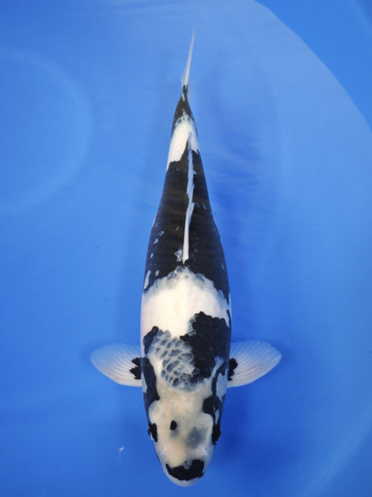 Koi fish for sale — 49 cm Ogata Shiro Utsuri at ChampKoi
