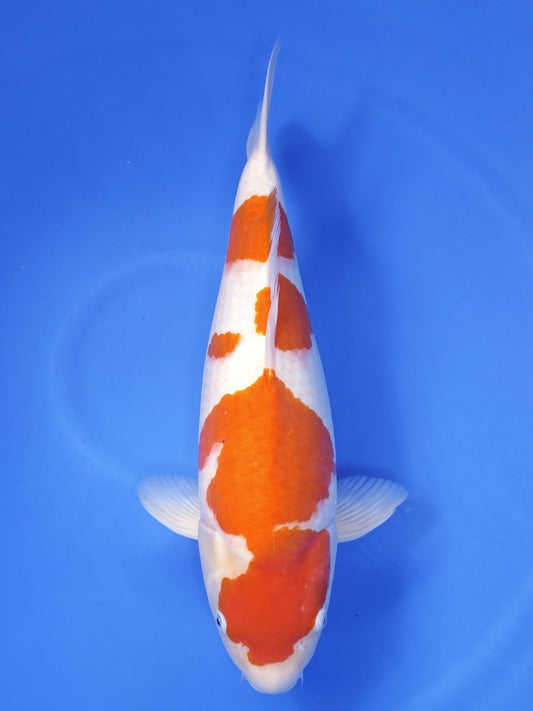 Koi fish for sale — 55 cm Hoshikin Kohaku at ChampKoi