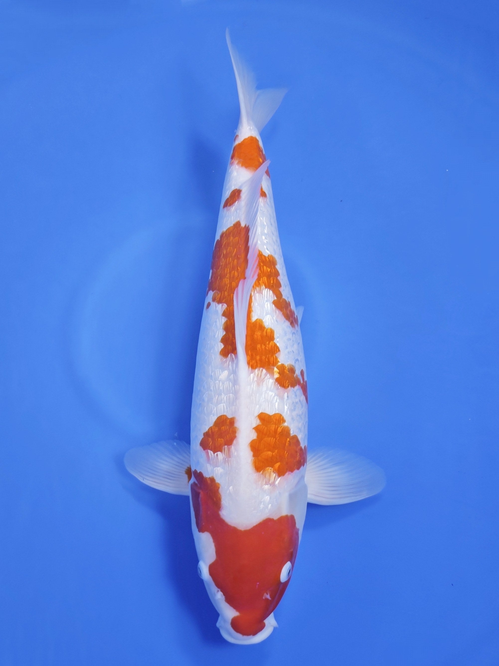 26J-005: 52cm Marusaka Ginrin Kohaku | ChampKoi - Champion Nishikigoi