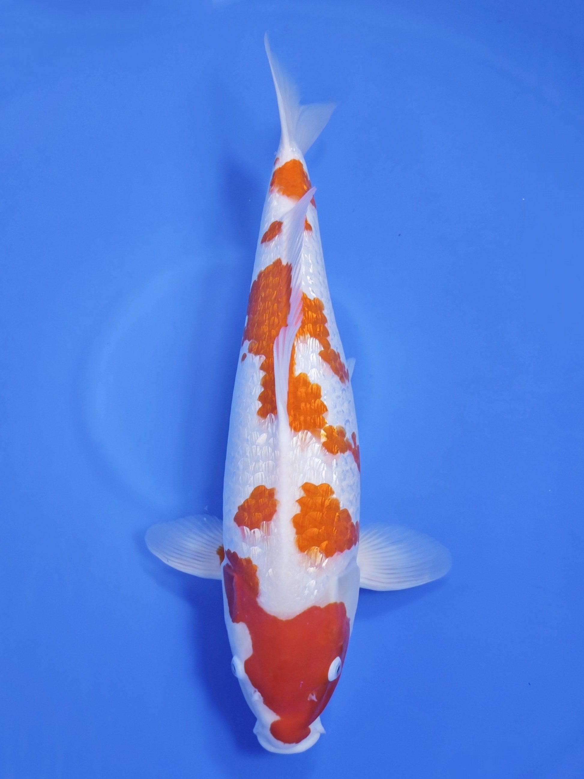 Koi fish for sale — 52 cm Marusaka Ginrin Kohaku at ChampKoi