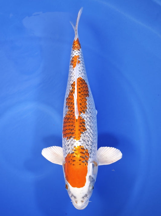 Koi fish for sale — 57 cm Marusaka Kujaku at ChampKoi