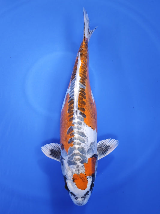 Koi fish for sale — 56 cm Marusaka Beni Kikokuryu at ChampKoi