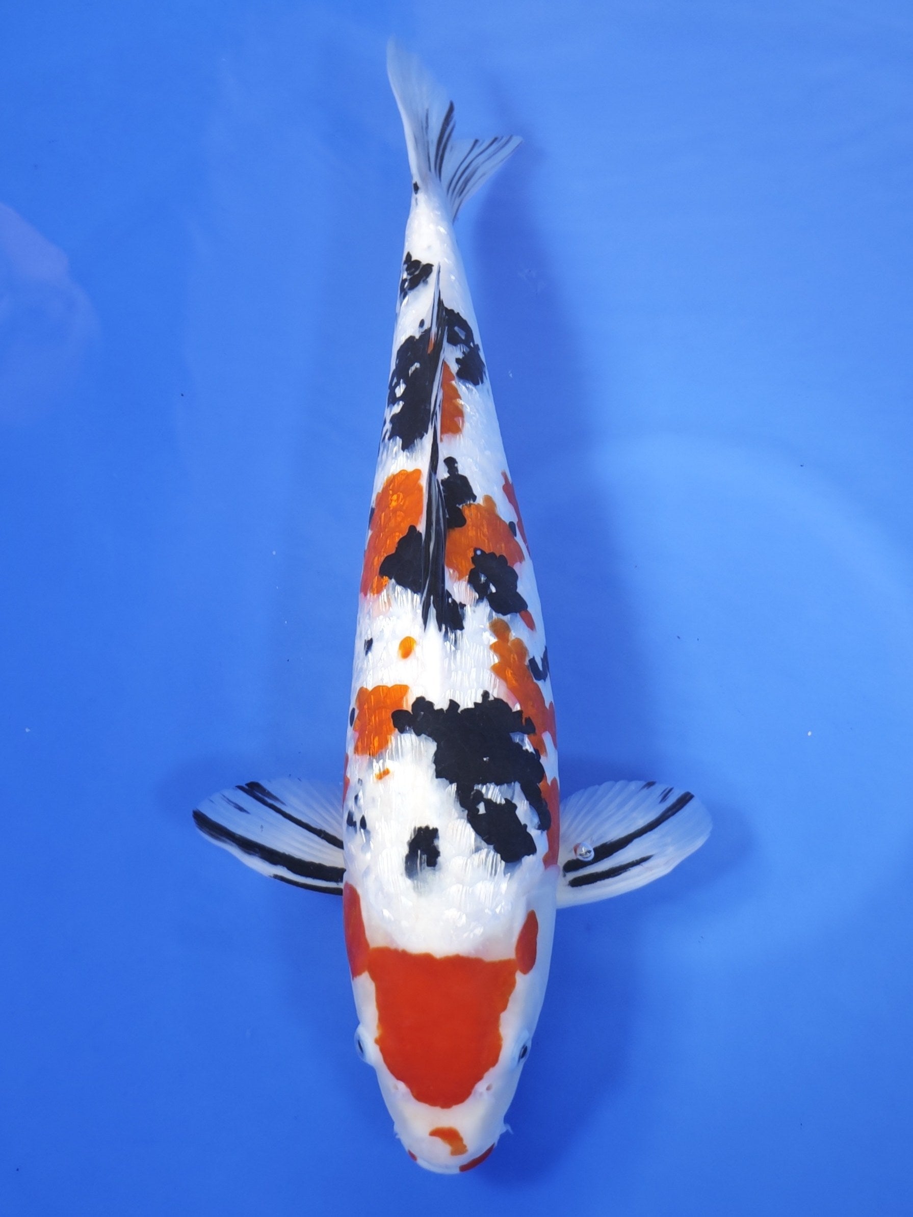 Koi fish for sale — 49 cm Marusaka Ginring Sanke at ChampKoi