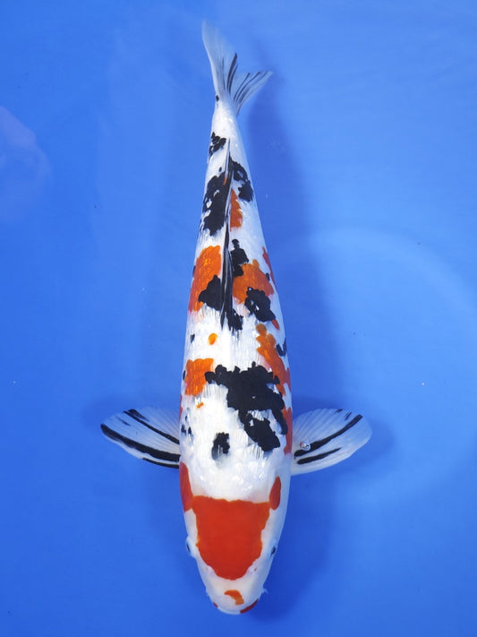 Koi fish for sale — 49 cm Marusaka Ginring Sanke at ChampKoi