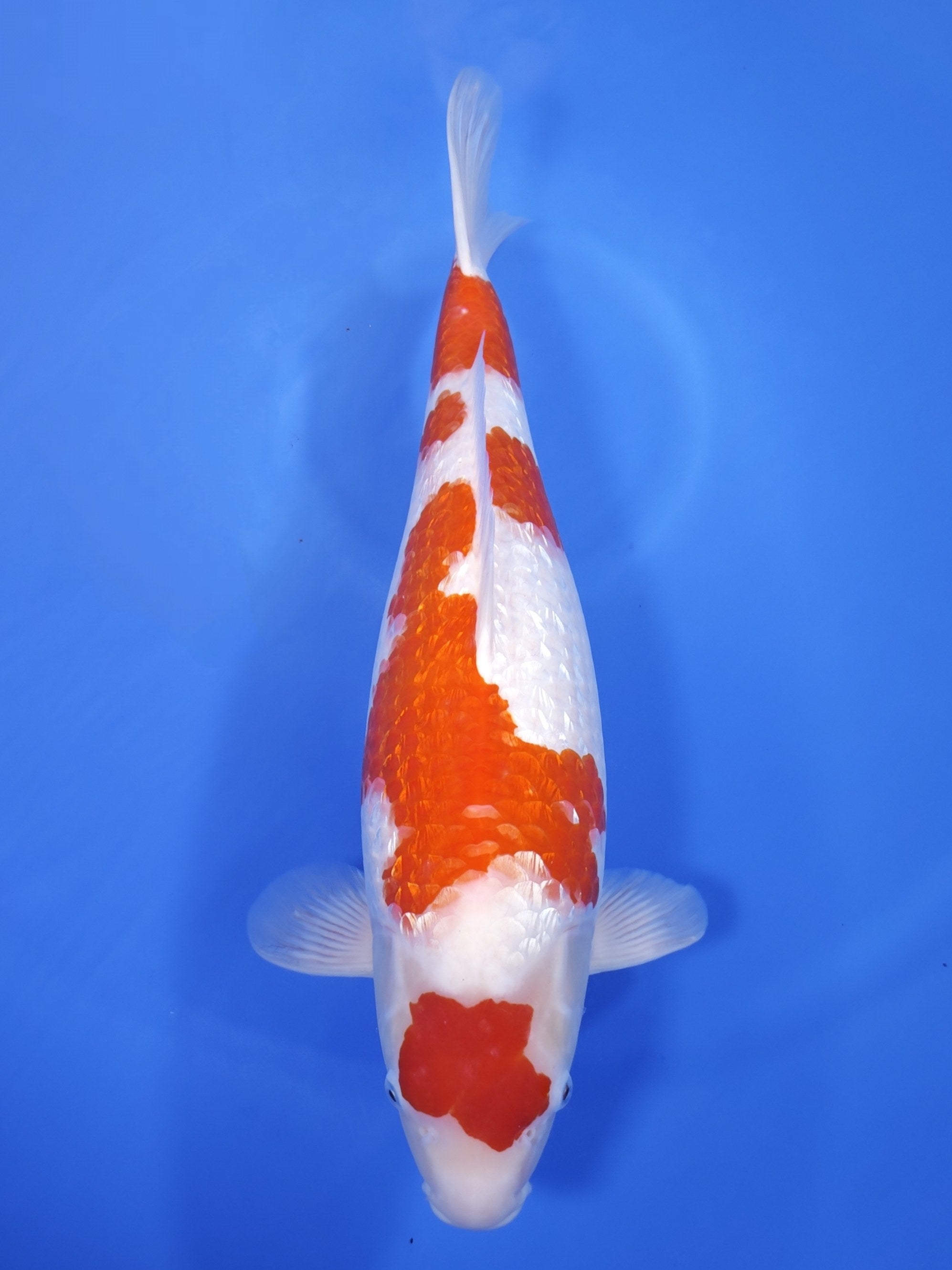 26J-009: 55cm Sakazume Ginrin Kohaku | ChampKoi - Champion Nishikigoi