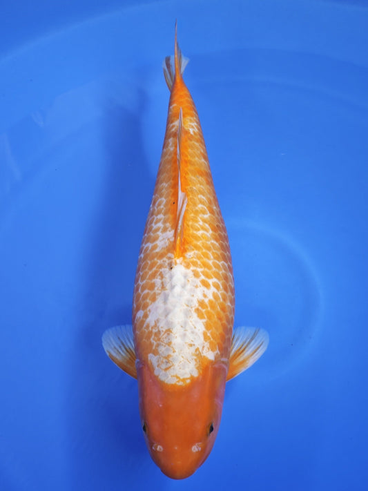 Koi fish for sale — 60 cm Takatatsu Kawarigoi at ChampKoi