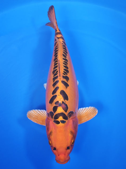 Koi fish for sale — 62 cm Marusei Mizuho Ogon at ChampKoi