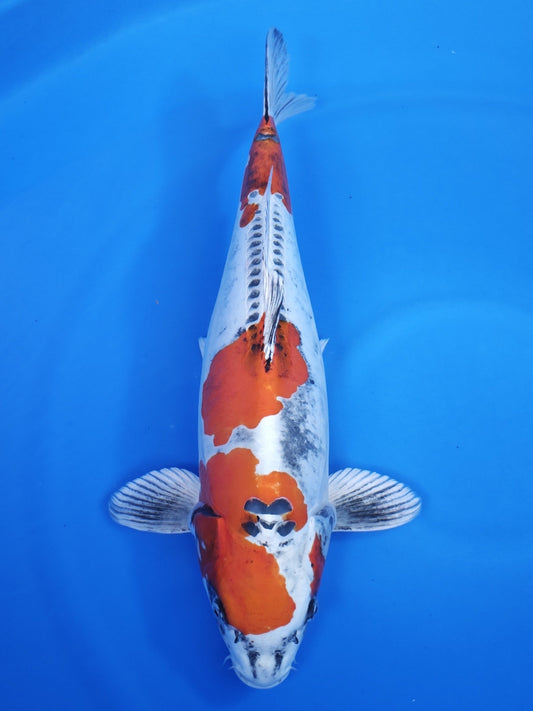 Koi fish for sale — 56 cm Ozumi Ikarashi Beni Kikokuryu at ChampKoi