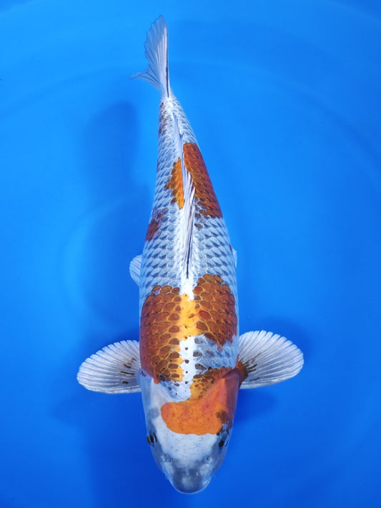 Koi fish for sale — 60 cm Ozumi Ikarashi Kogane Ochiba at ChampKoi