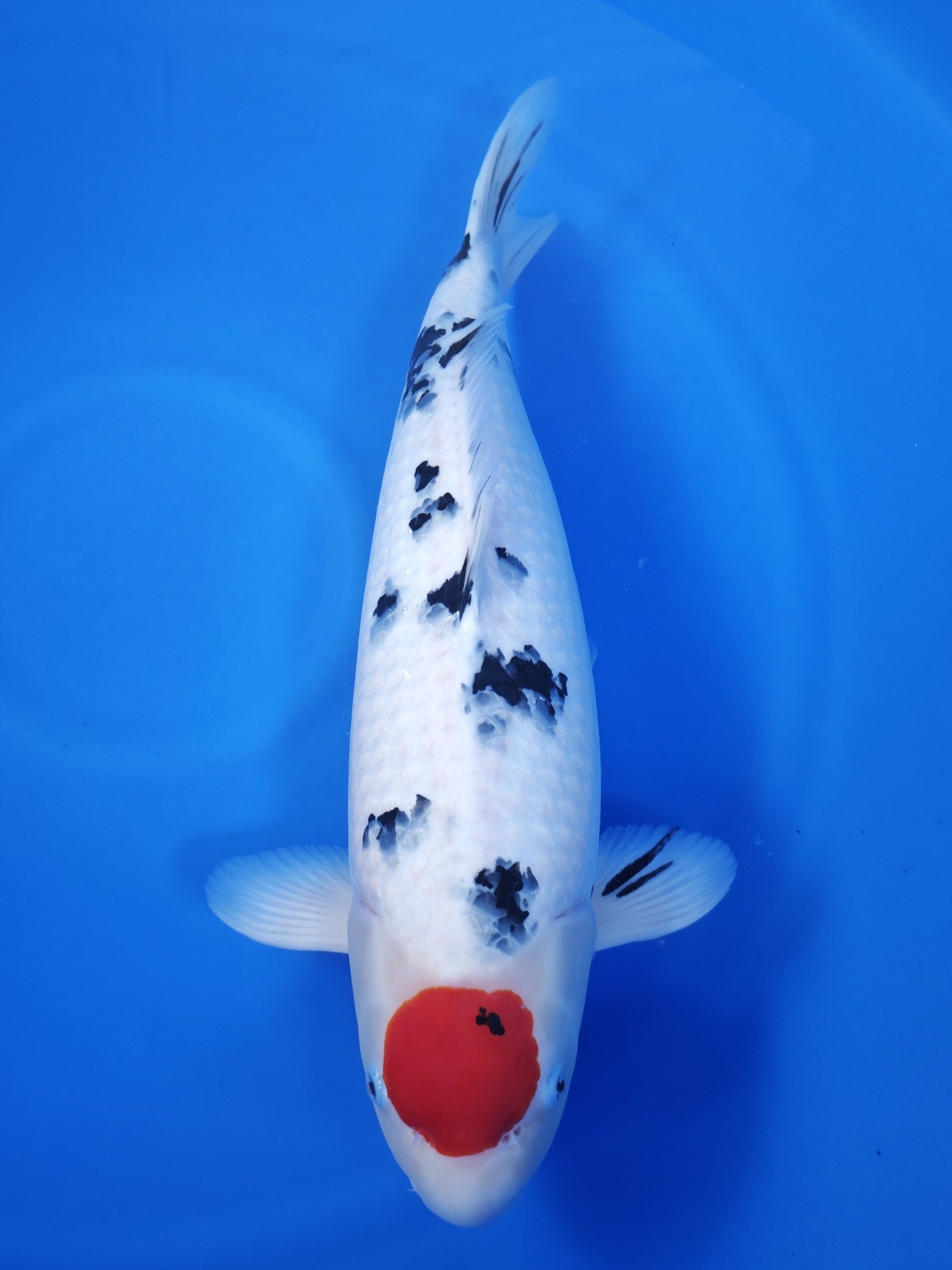 26J-014 - Champion Nishikigoi
