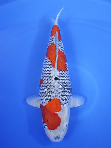 26J-015 Ginrin Goshiki