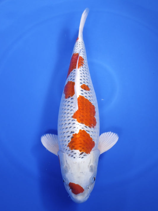 Koi fish for sale — 67 cm Marusei Kujaku at ChampKoi