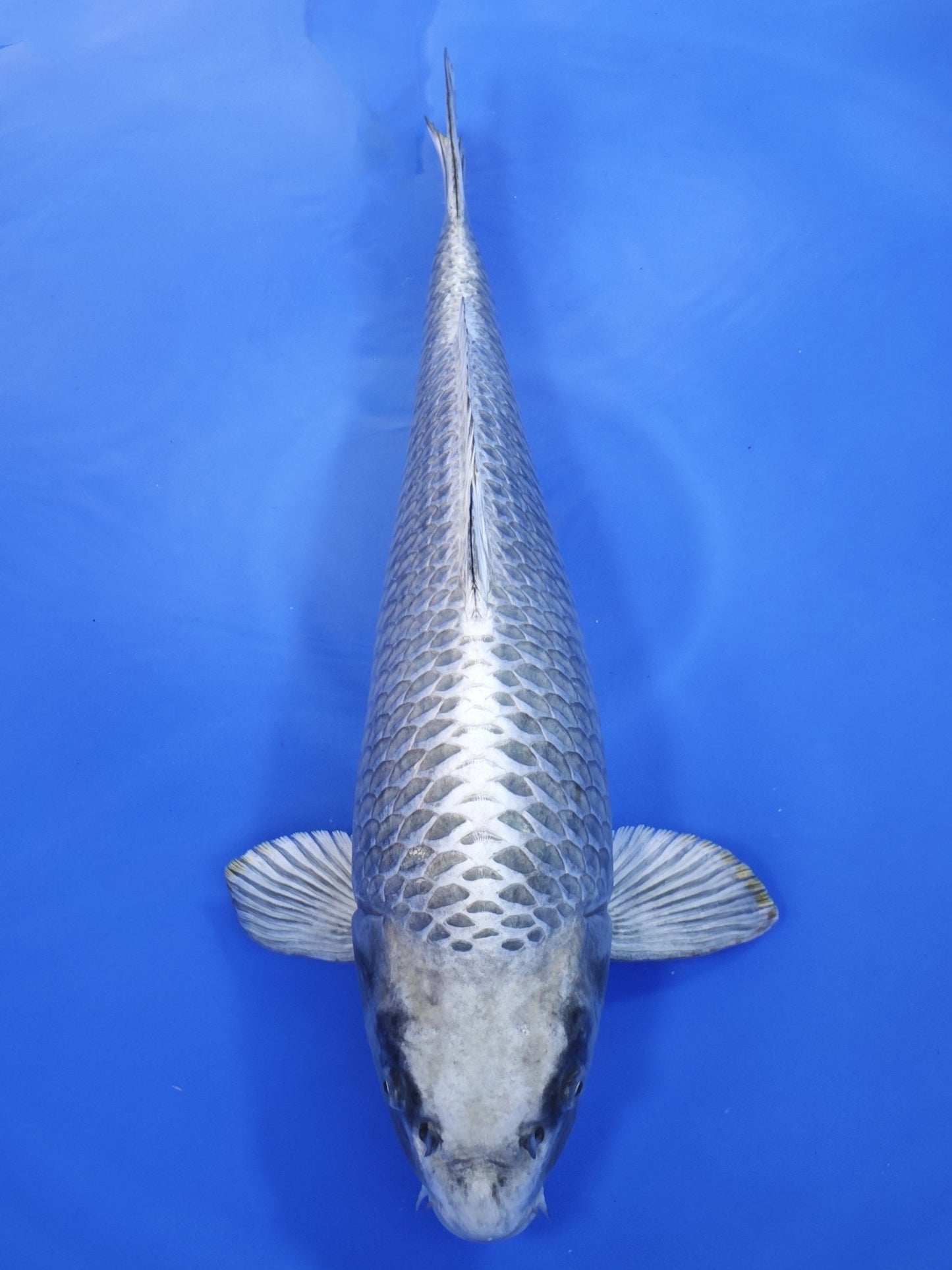 Koi fish for sale — 59 cm Marusei Mukashi Ogon at ChampKoi