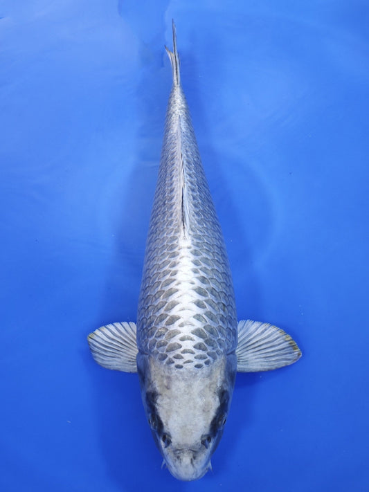 Koi fish for sale — 59 cm Marusei Mukashi Ogon at ChampKoi