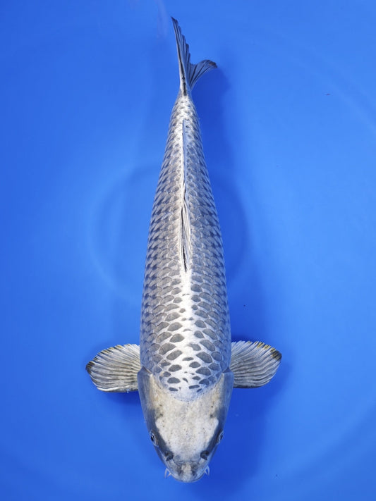 Koi fish for sale — 59 cm Marusei Mukashi Ogon at ChampKoi